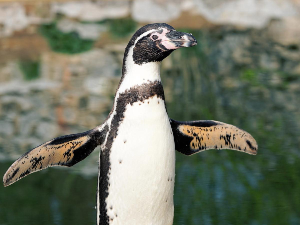 Die T@P-App im Kölner Zoo